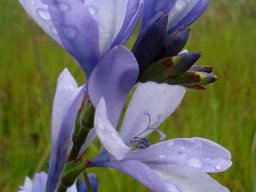 Babiana bainesii flowers